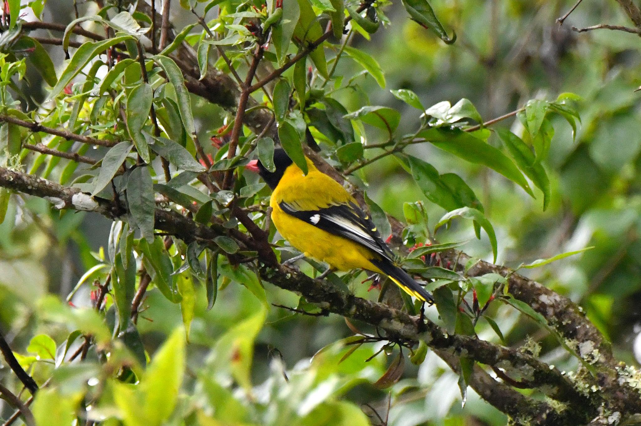 Mountain Oriole
