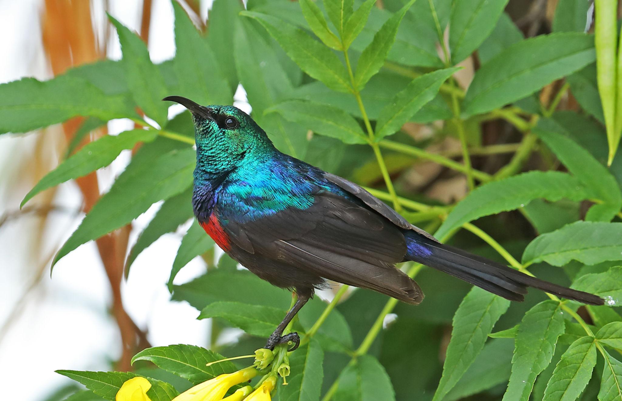 Regal Sunbird