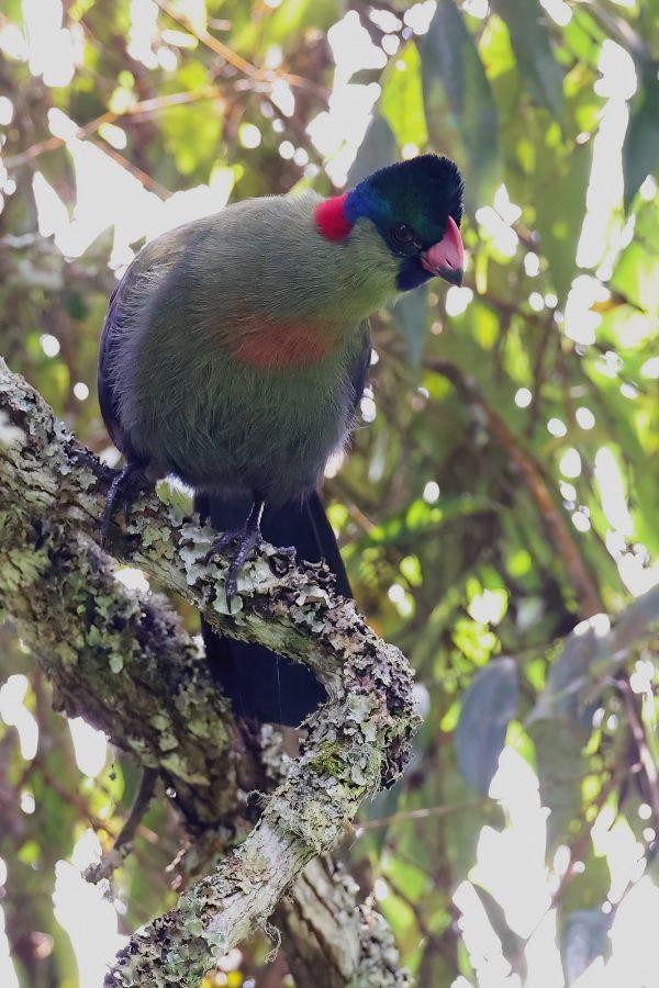 Ross's Turaco in the Rwenzori Mountains