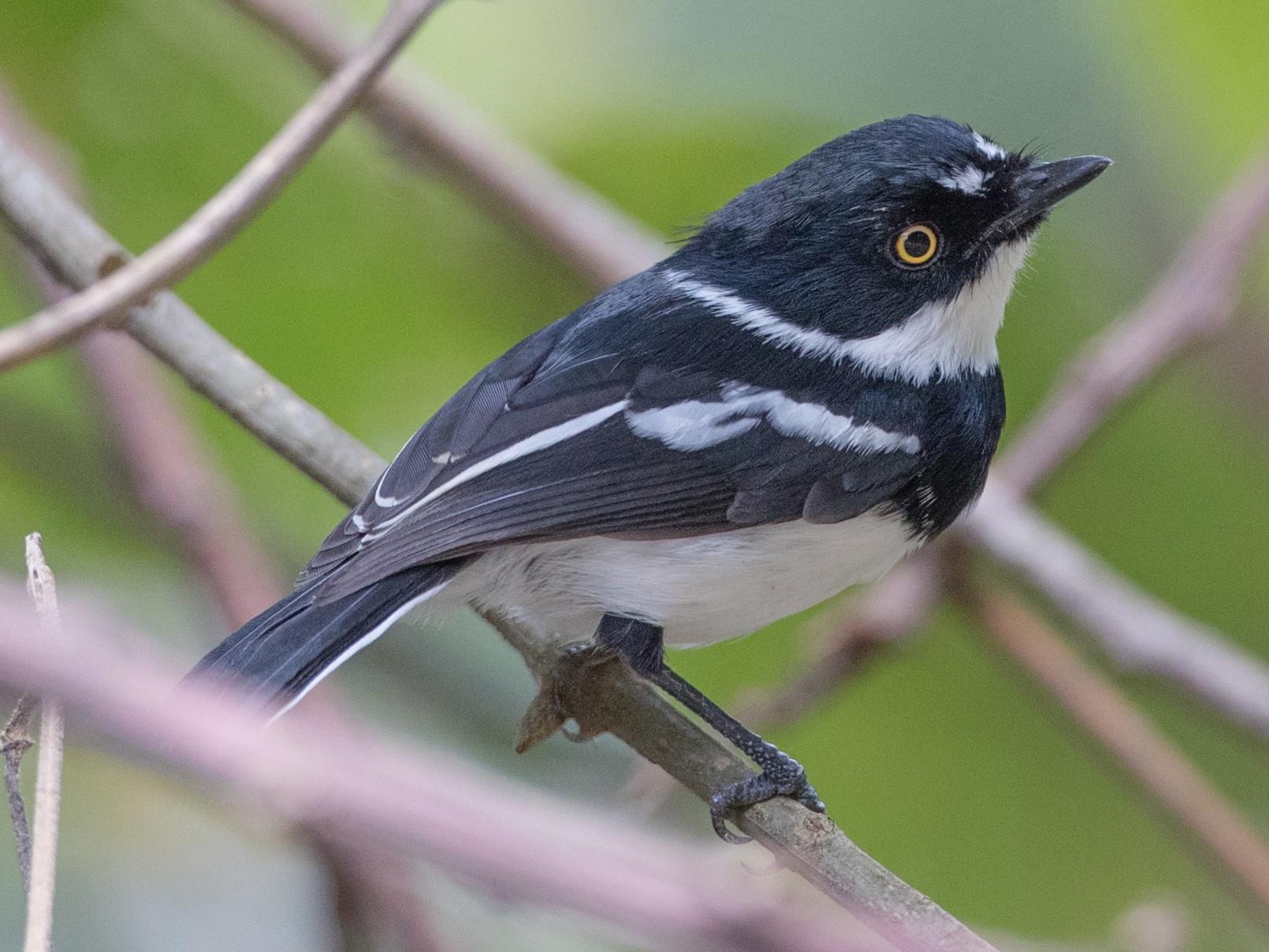 Rwenzori Batis, an Albertine Rift endemic bird