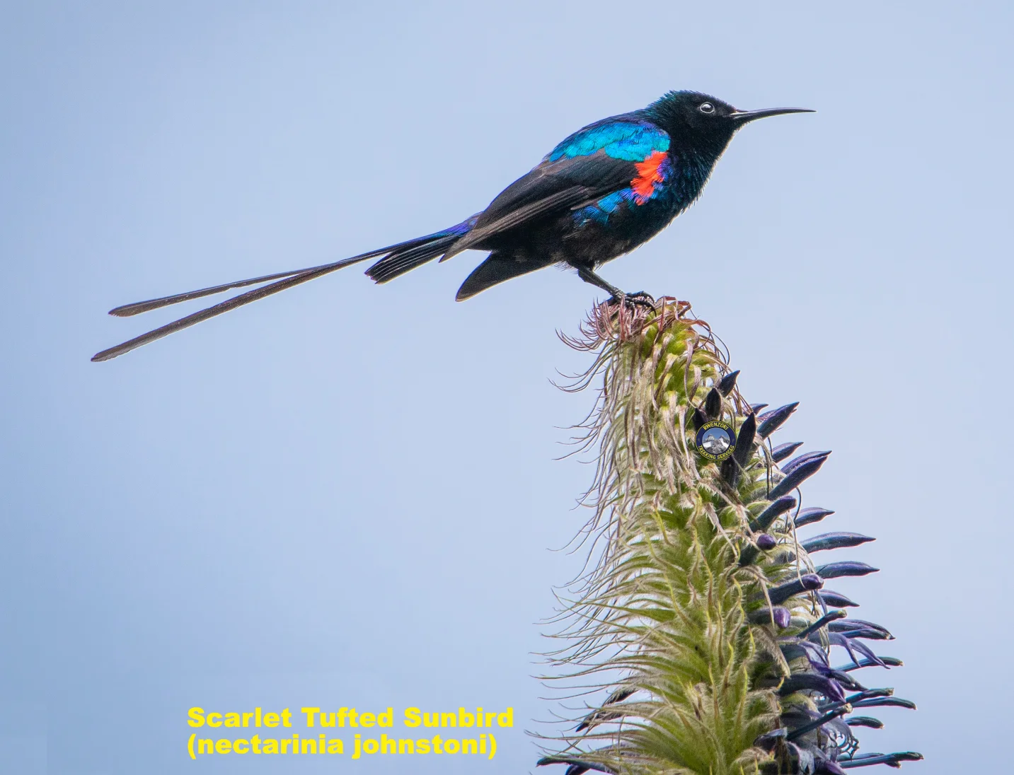 Scarlet-Tufted Sunbird