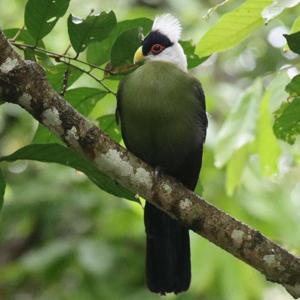 White-crested Turaco