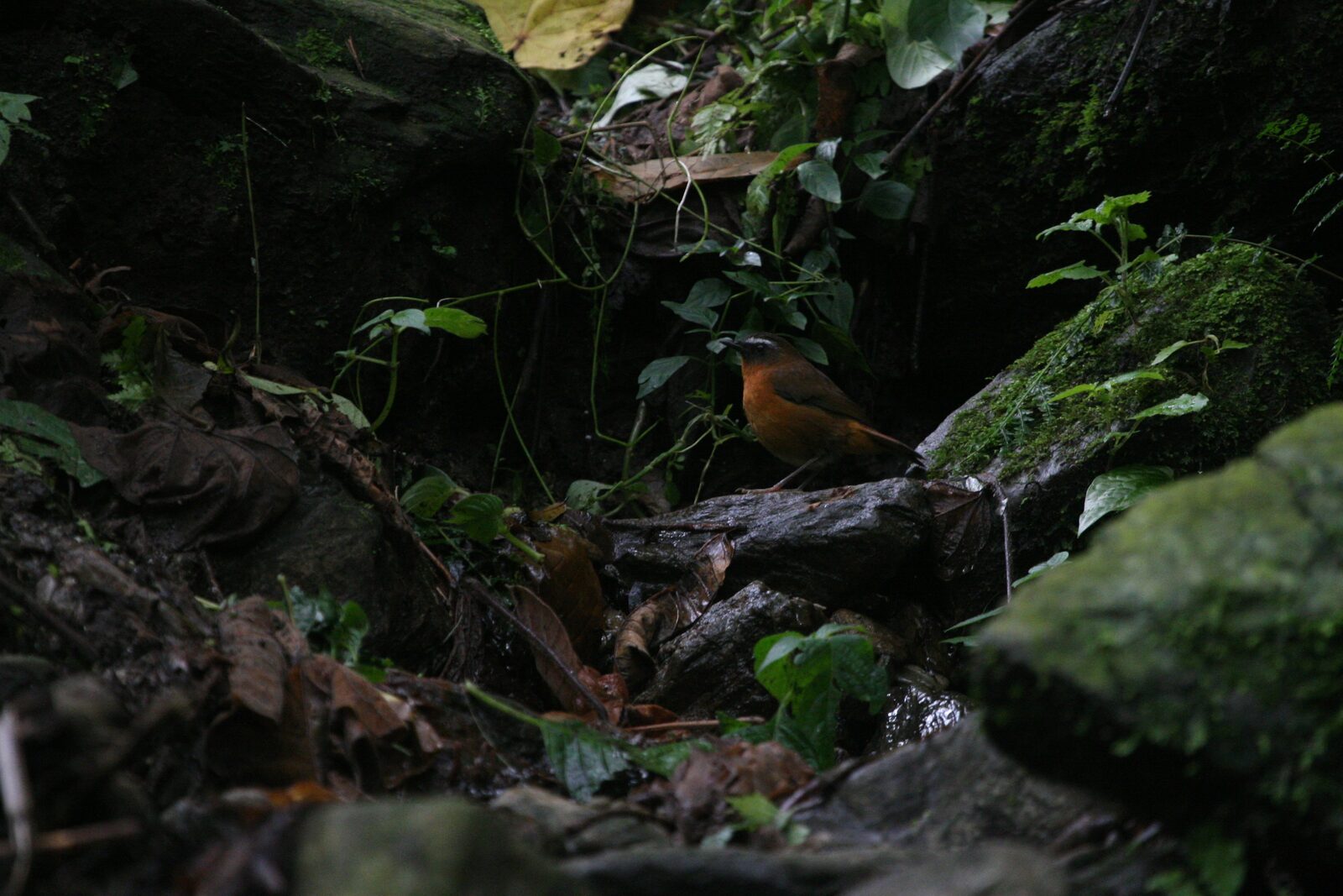 Archer's Robin-Chat