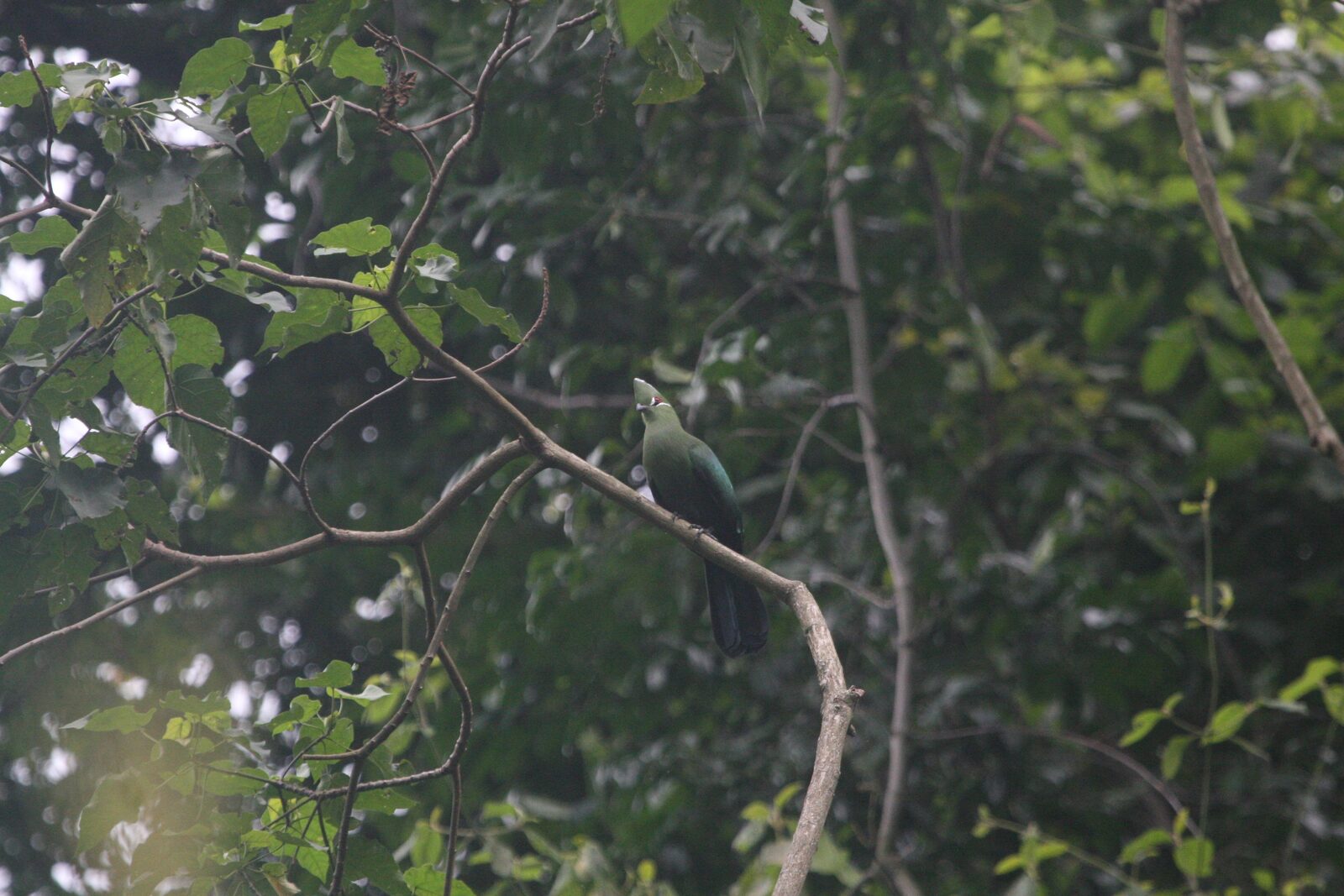 Black-billed Turaco