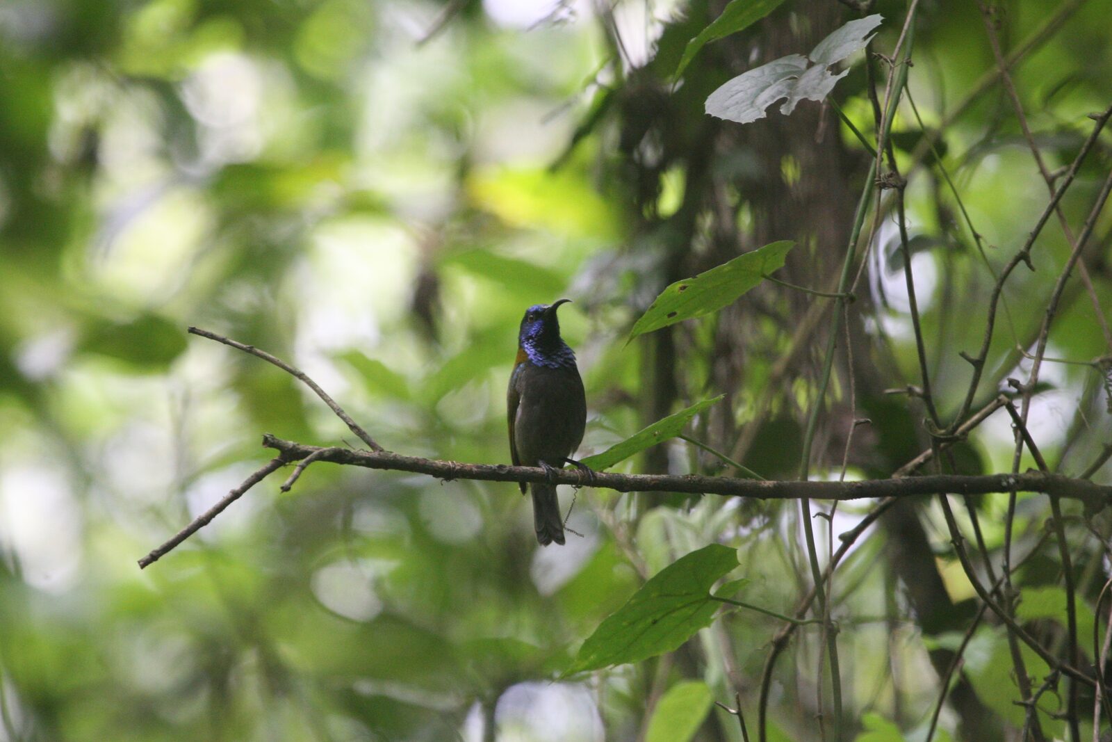 Blue-headed Sunbird