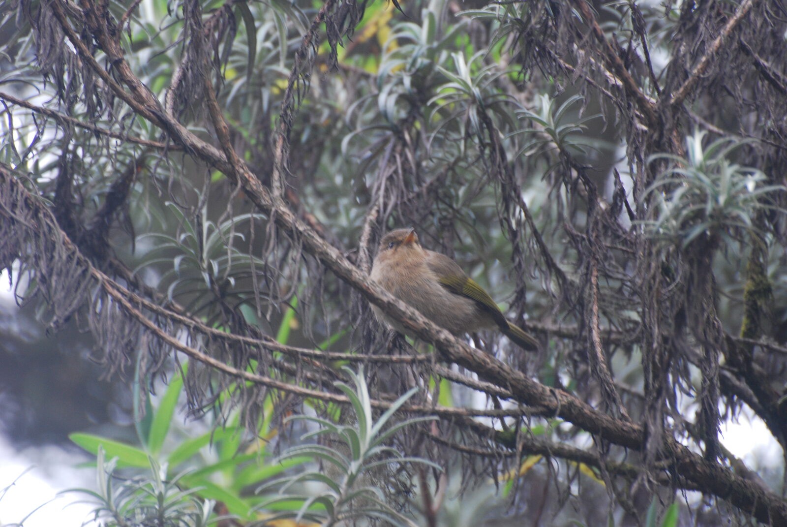 Brown Woodland Warbler