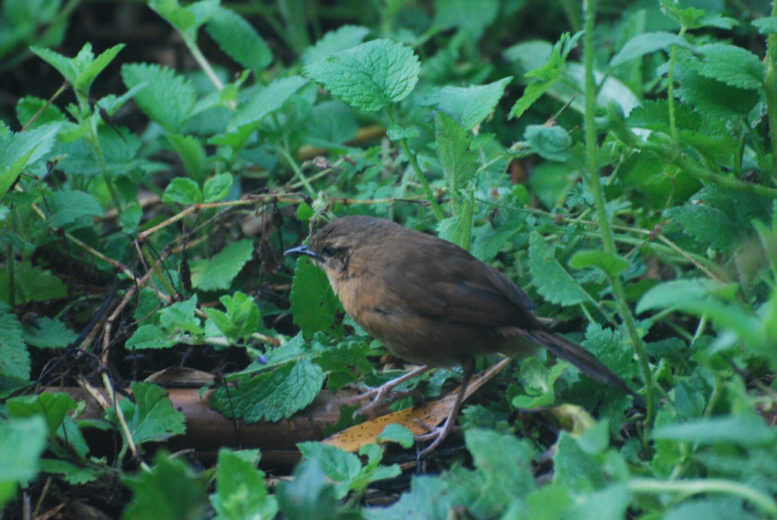 Cinnamon-bracken Warbler