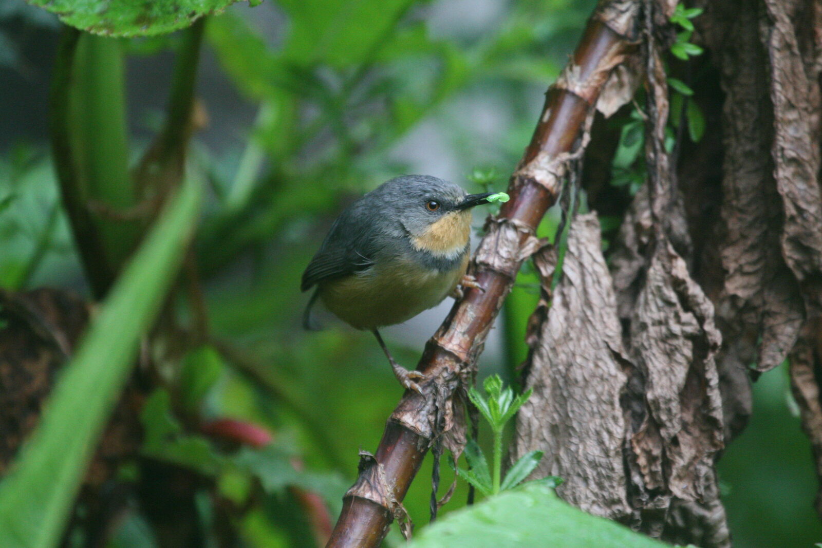 Collared Apalis