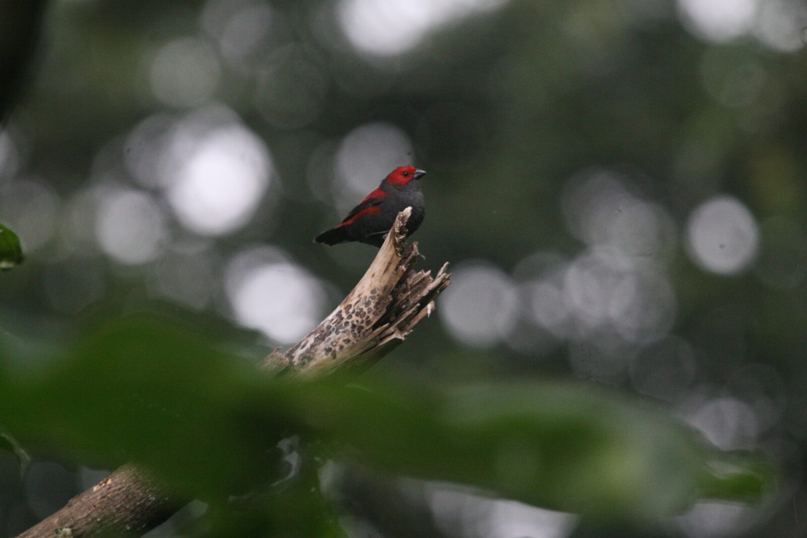 Dusky Crimsonwing