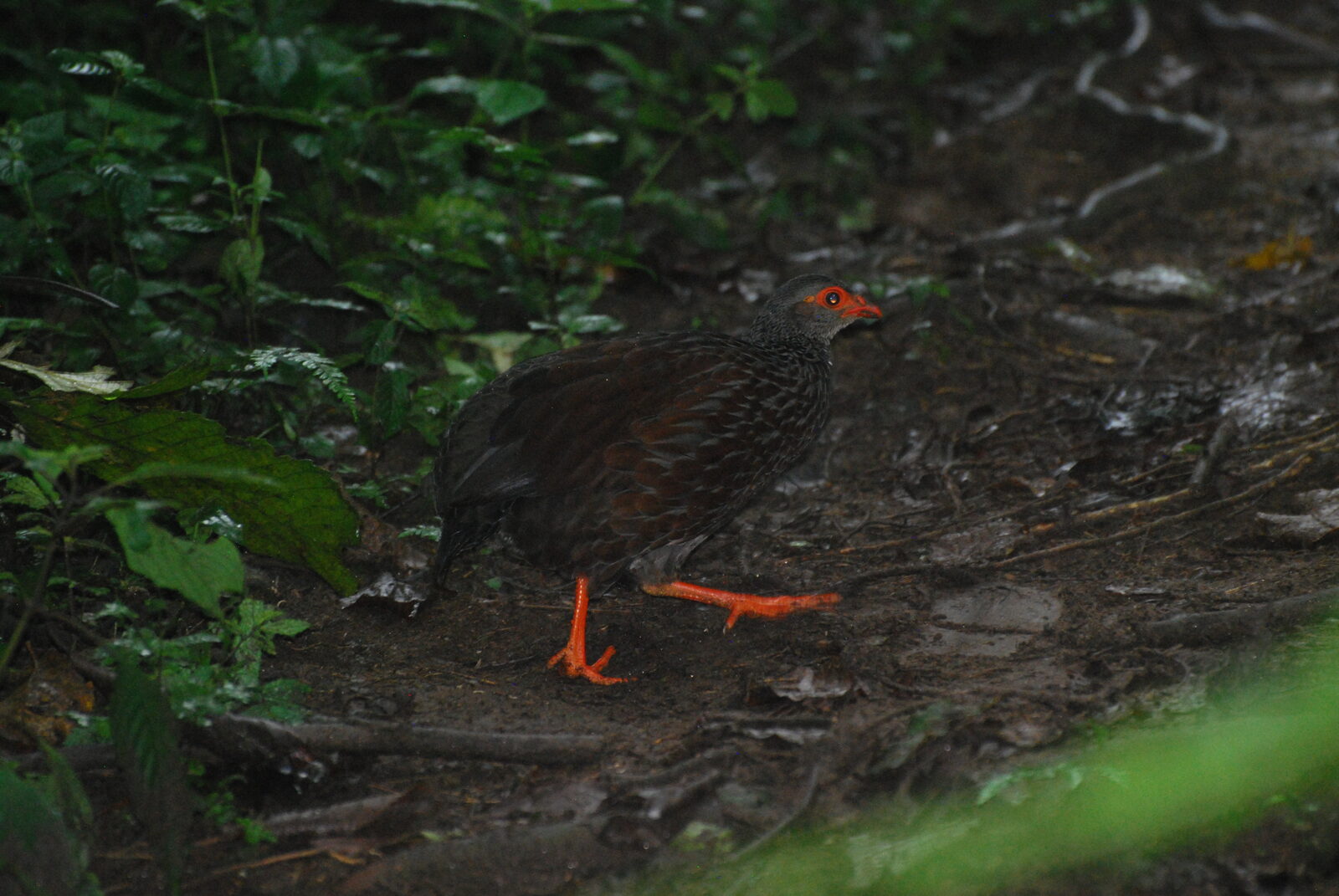 Handsome Francolin