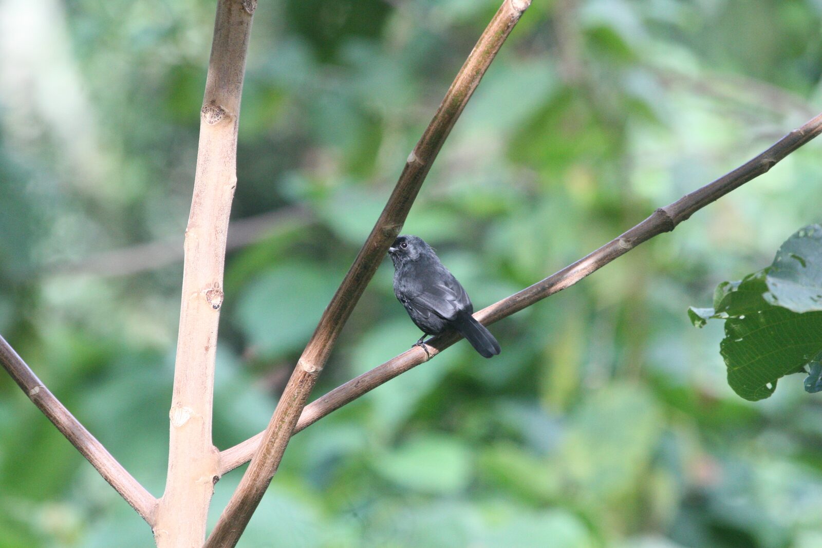 Mountain Black Boubou