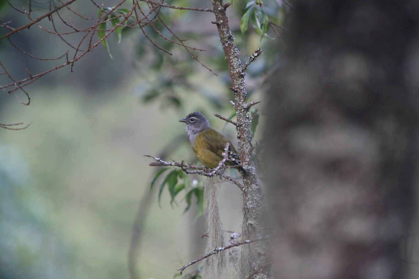 Mountain Greenbul
