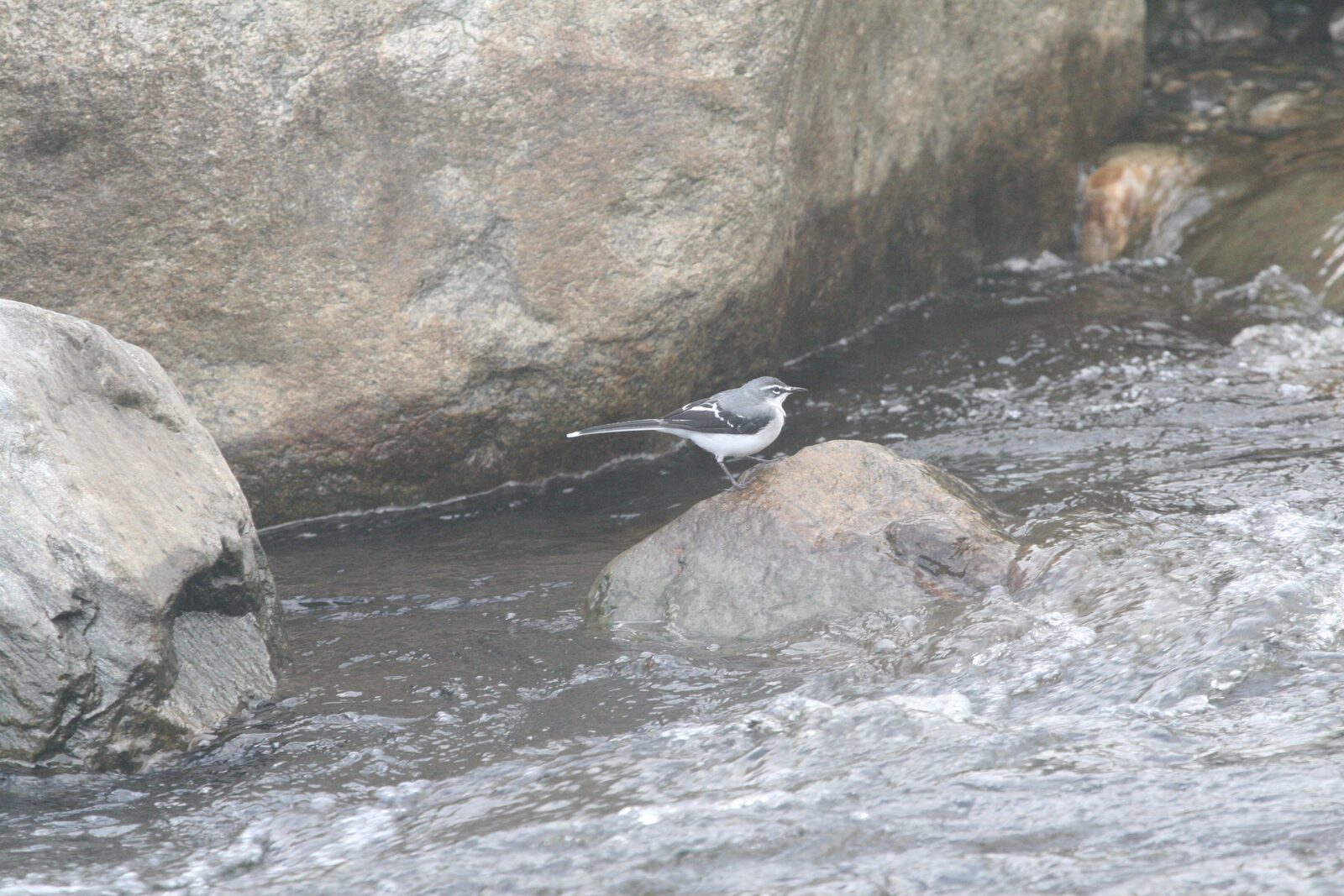 Mountain Wagtail