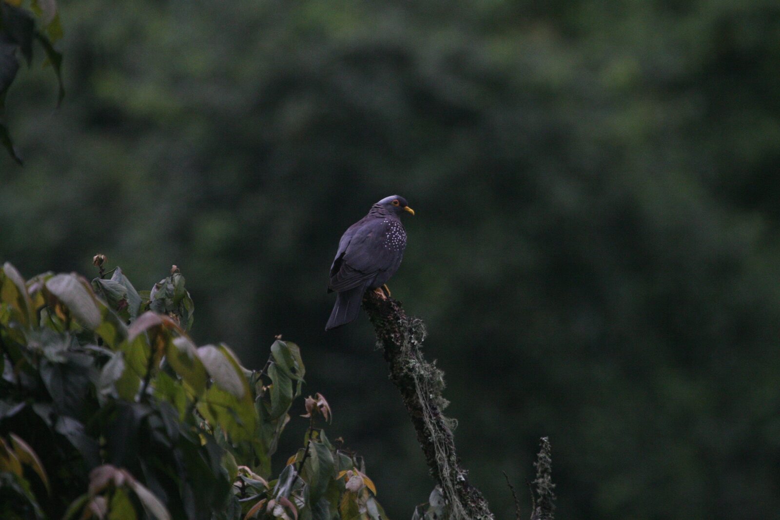 Olive Pigeon
