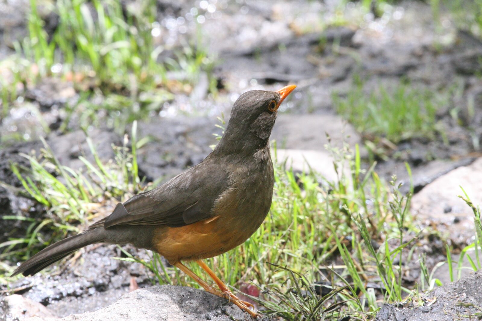 Olive Thrush