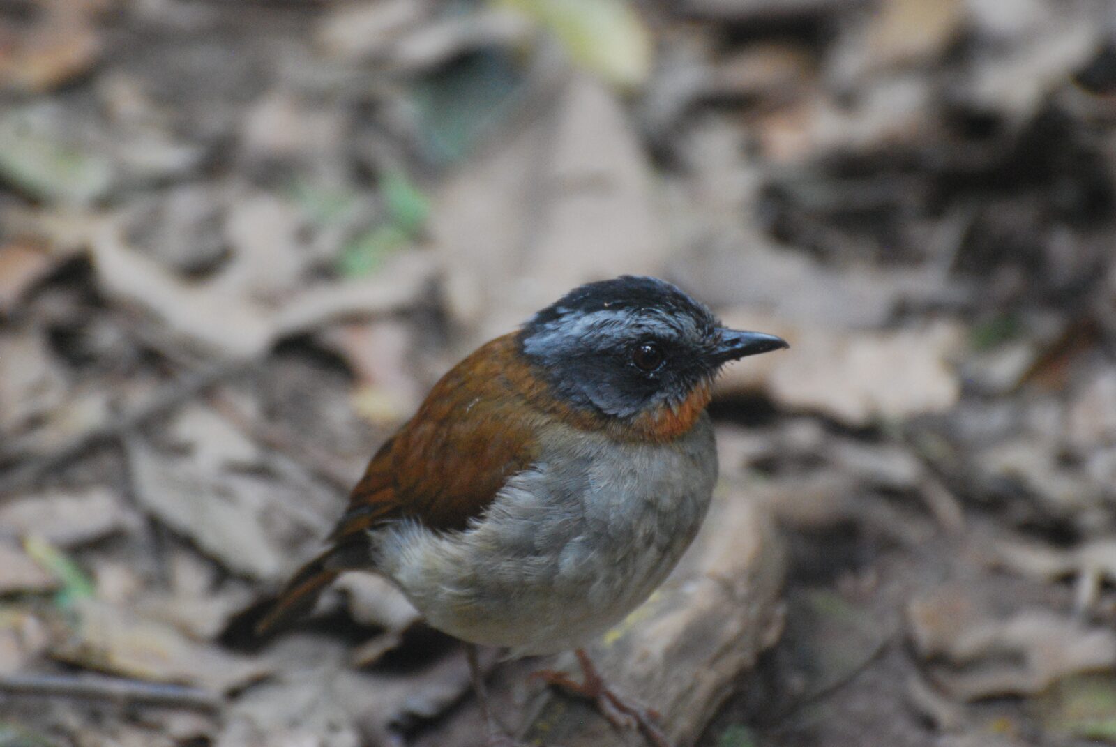 Red-throated Alethe