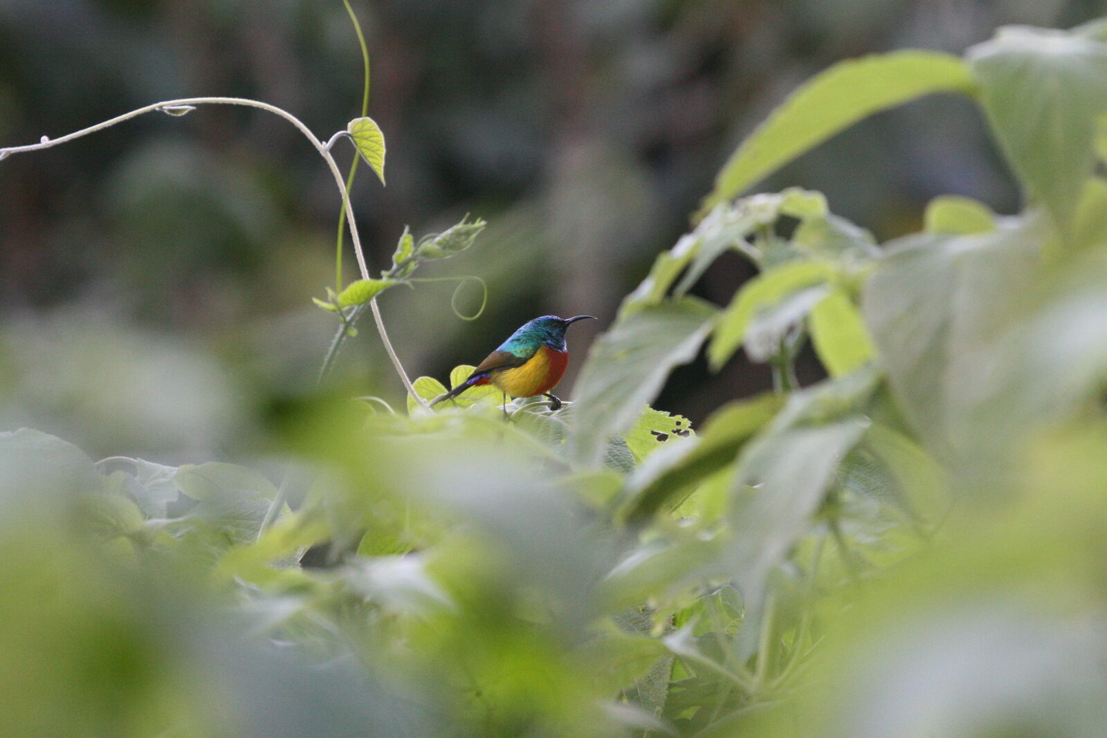 Regal Sunbird