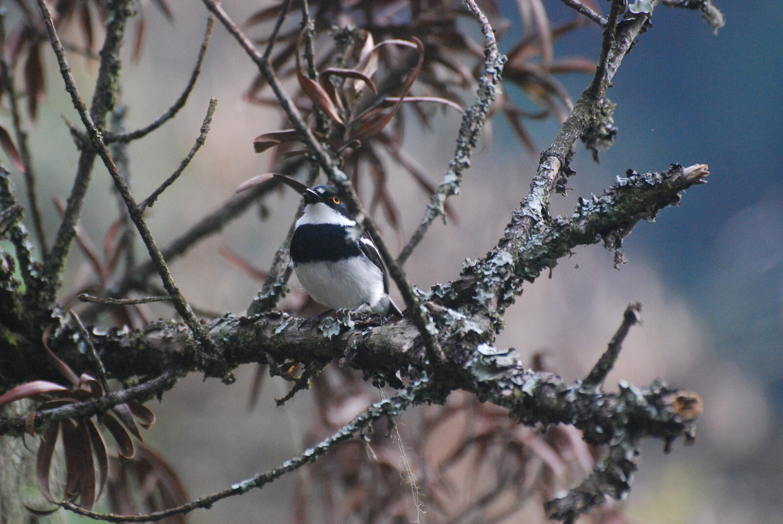 Rwenzori Batis