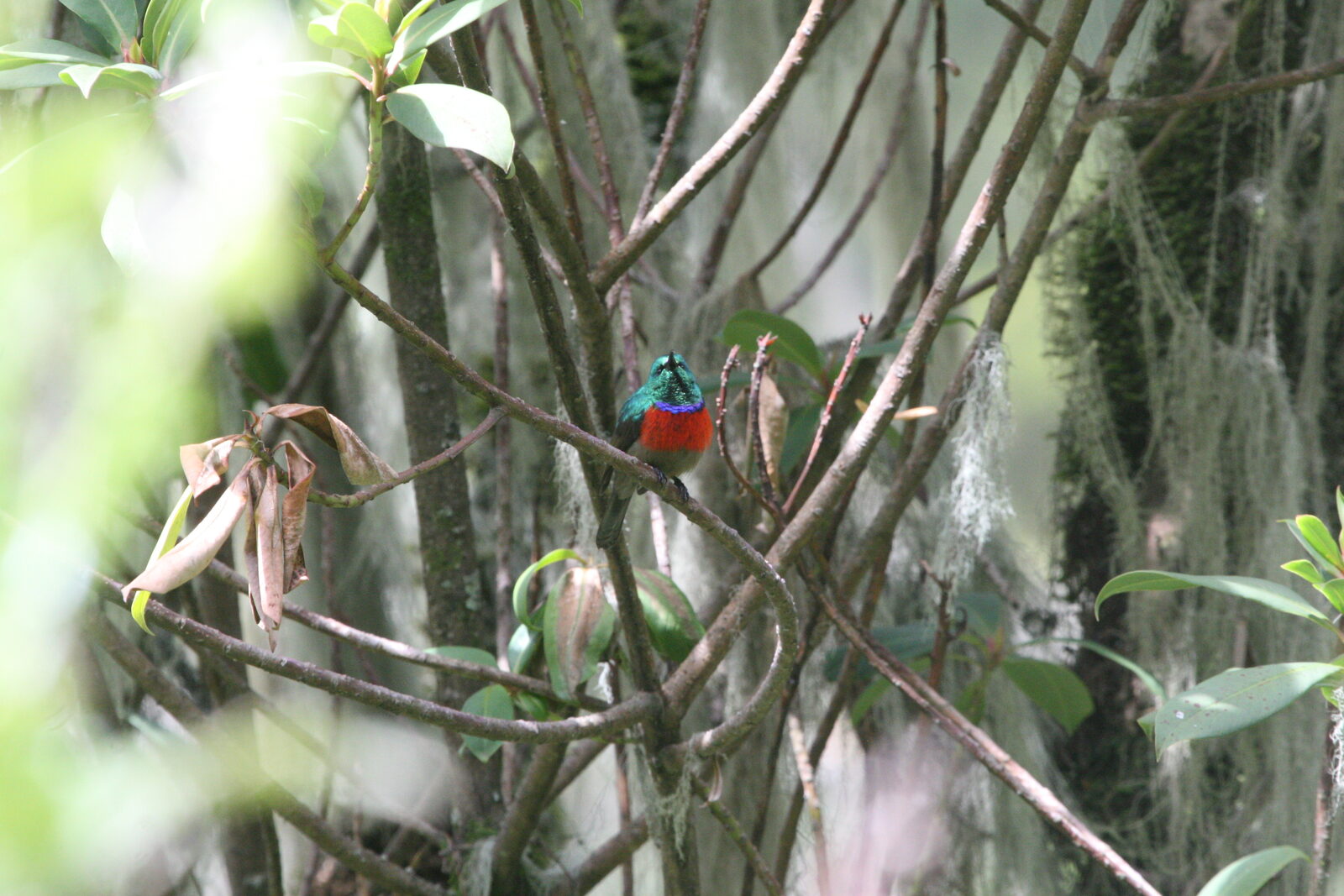 Rwenzori Double-collared Sunbird