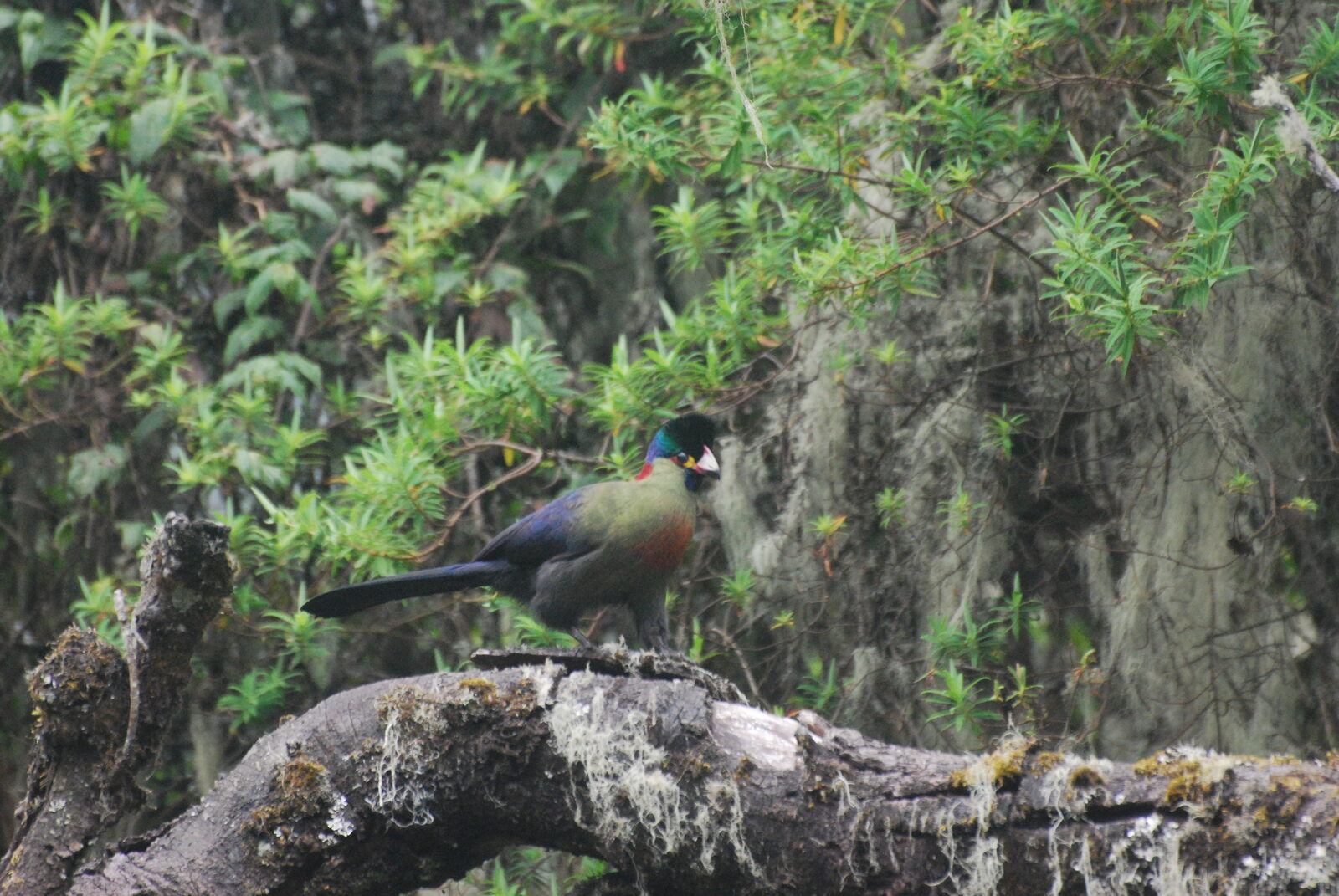 Rwenzori Turaco