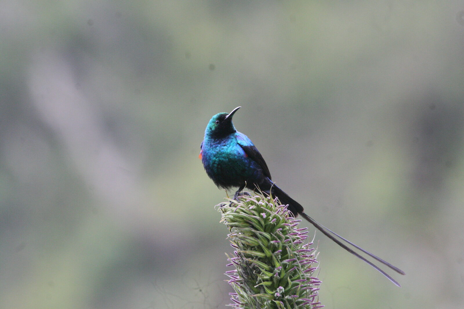 Scarlet-tufted Malachite Sunbird
