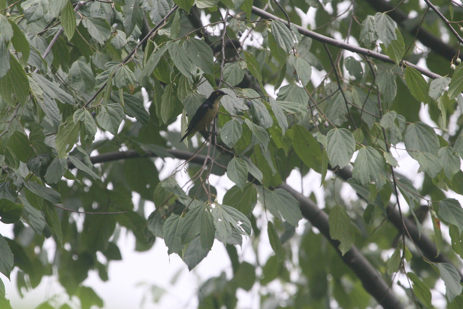 Sharpe's Starling