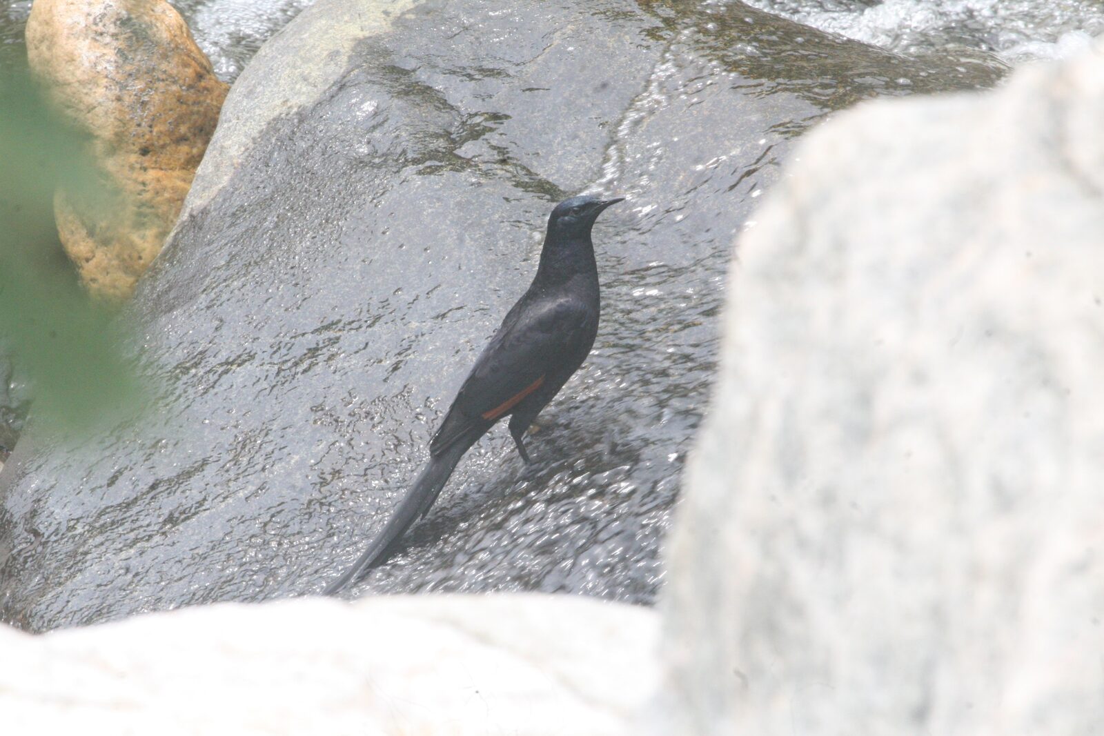 Slender-billed Starling