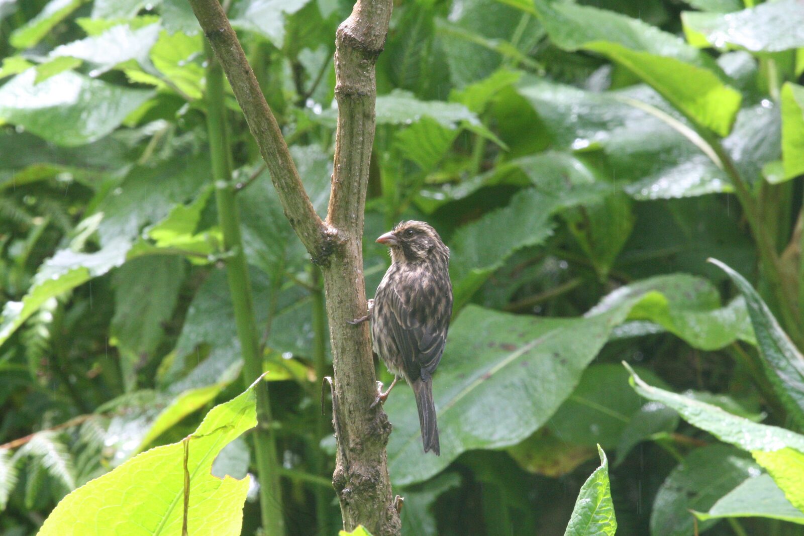 Streaky Seedeater