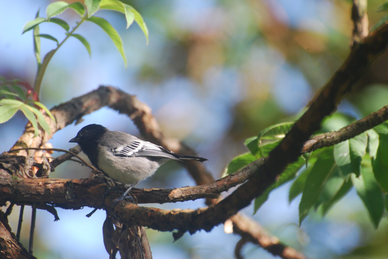 Stripe-breasted Tit