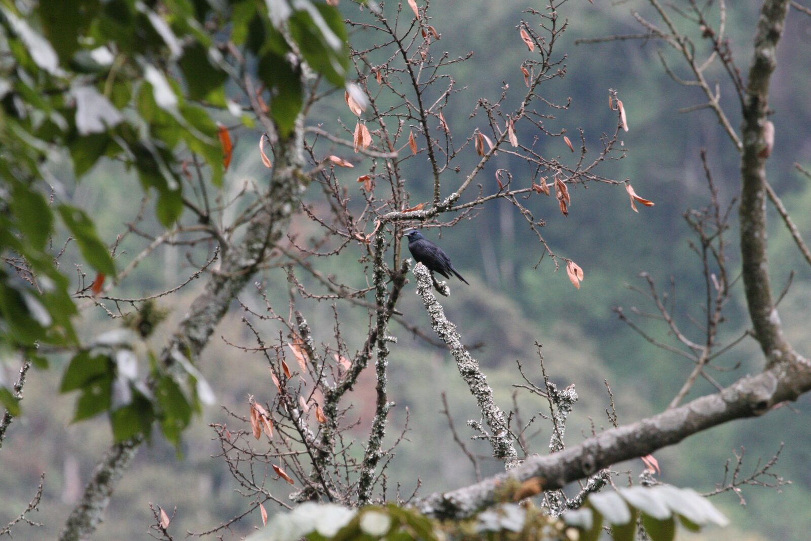 Stuhlmann's Starling