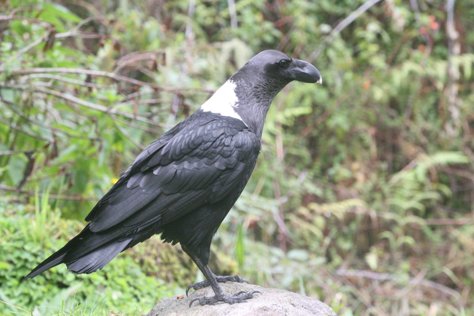 White-naped Raven