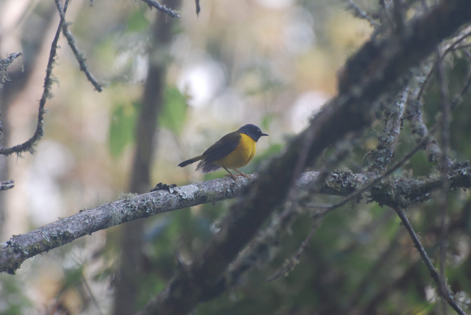 White-starred Robin